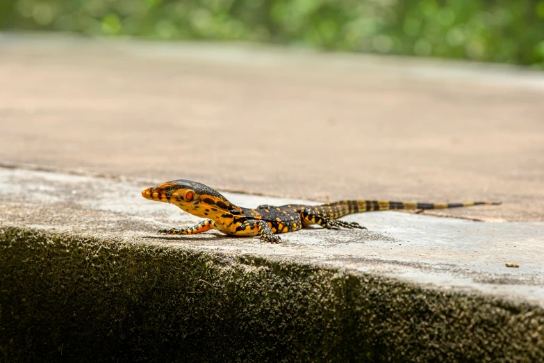 a small lizard sitting on top of a cement slab, by Carey Morris, pexels contest winner, sri lanka, avatar image