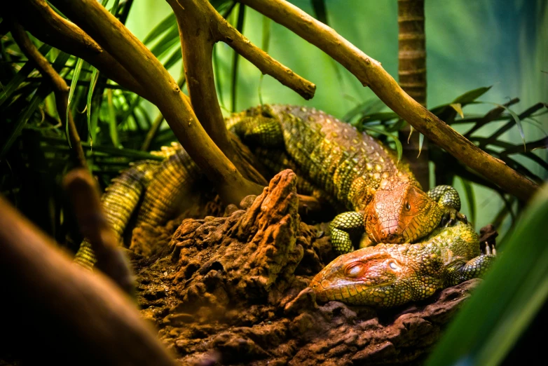 a lizard sitting on top of a tree branch, by Adam Marczyński, pexels contest winner, gecko sitting inside a terrarium, male and female, warm coloured, australian