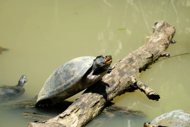 a turtle sitting on top of a log in the water, by Jan Tengnagel, pexels contest winner, hurufiyya, on a branch, jin shan, 🦩🪐🐞👩🏻🦳, terracotta