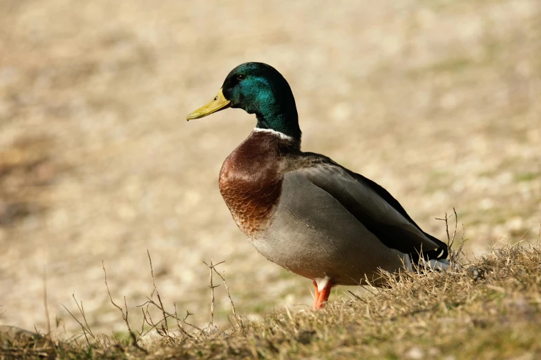 a duck that is standing in the grass, by Jacob Duck, pexels contest winner, male and female, multi - coloured, gentle shadowing, hunting