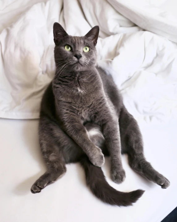 a gray cat sitting on top of a bed, by Sophia Beale, trending on reddit, arabesque, non binary model, his legs spread apart, 2019 trending photo, large tail