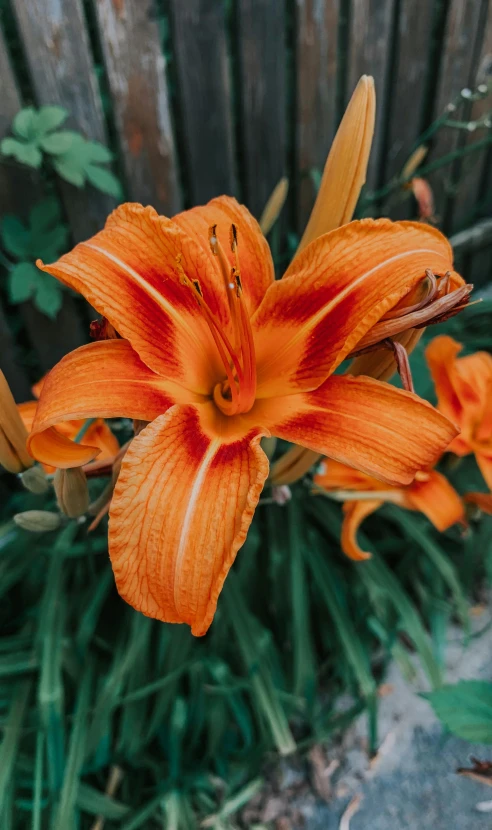 an orange flower in front of a wooden fence, unsplash, lilies, close-up product photo, zoomed out to show entire image, persian queen