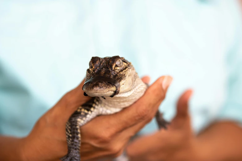 a person holding a small lizard in their hands, a portrait, by Carey Morris, trending on pexels, hurufiyya, crocodile loki, aboriginal, blue, slide show