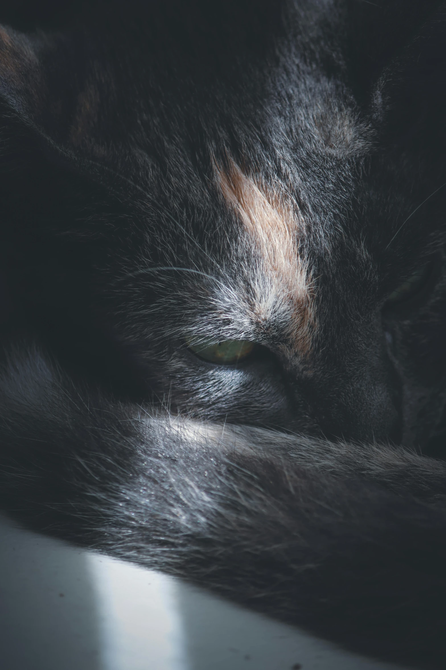 a black cat laying on top of a table, an album cover, trending on unsplash, exhausted face close up, ethereal soft and fuzzy glow, with grey skin, close - up profile face