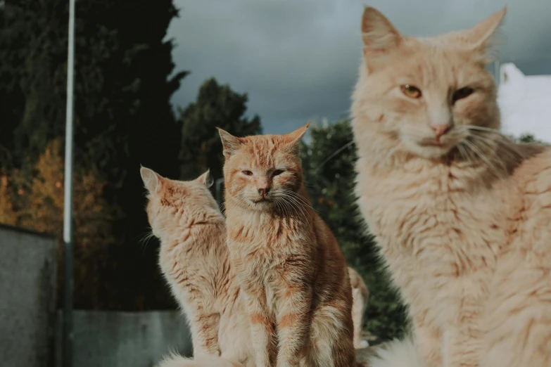 a couple of cats sitting next to each other, trending on pexels, renaissance, three animals, towering over the camera, orange fluffy belly, shot from cinematic