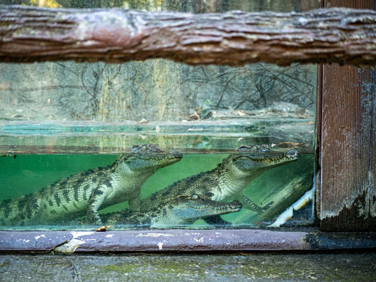 a group of alligators swimming in a tank, a portrait, by Maksimilijan Vanka, unsplash, inside a glass box, 🦩🪐🐞👩🏻🦳, adult pair of twins, historical photo