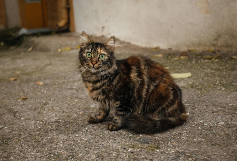 a cat that is sitting on the ground, she is facing the camera, in a street, scruffy looking, high-quality photo