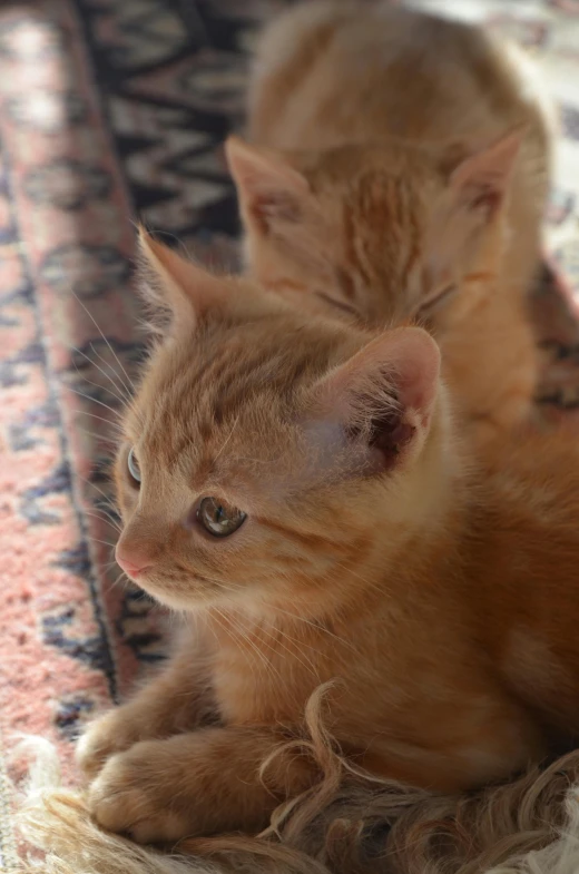 a couple of cats laying on top of a rug, red puppils, up close, soft shade, looking distracted