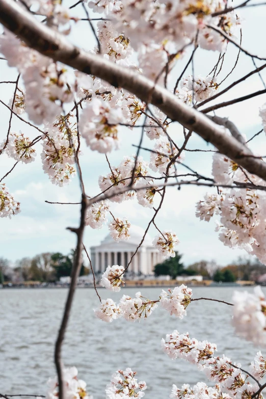 a tree with white flowers in front of a body of water, a picture, trending on unsplash, neoclassicism, destroyed washington dc, 🚿🗝📝