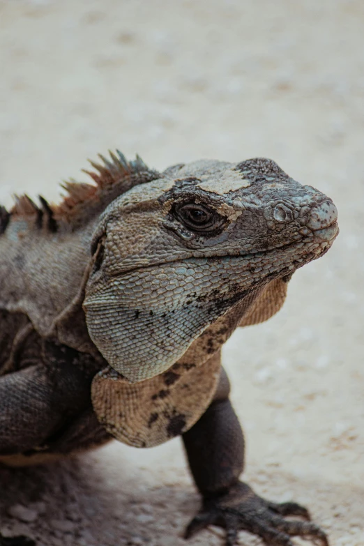 a close up of a lizard on the ground, pexels contest winner, finely detailed facial features, australian, half turtle, dragon scales in hair