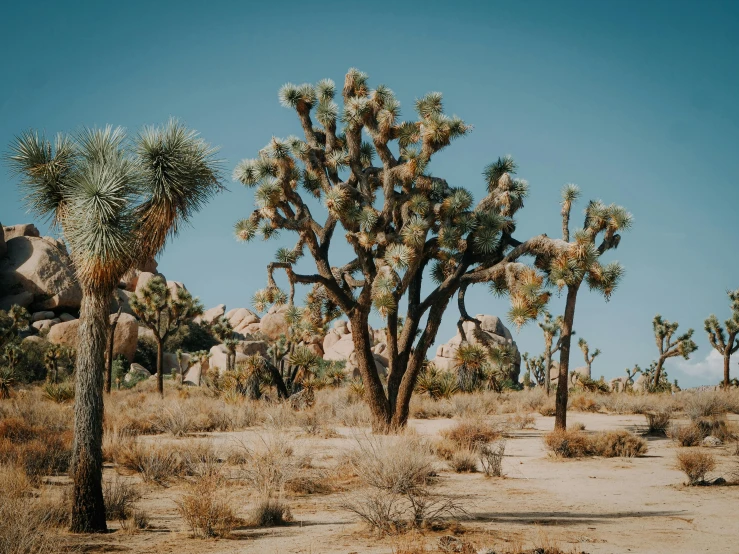 a group of trees sitting in the middle of a desert, by Carey Morris, unsplash contest winner, visual art, lush gnarly plants, palm springs, background image, festivals