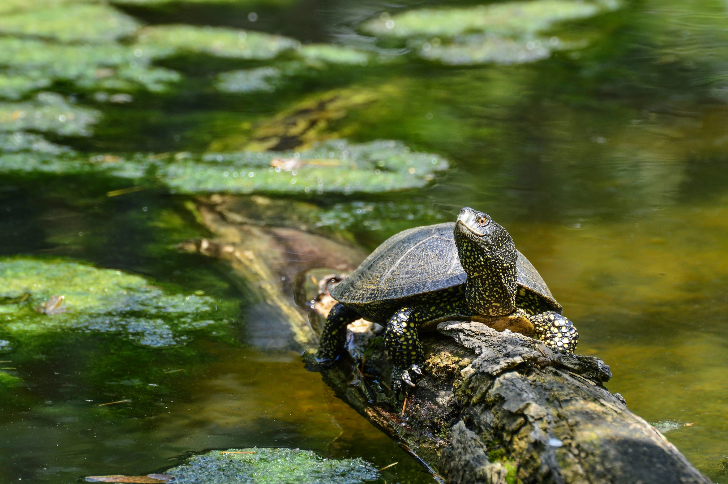 a turtle sitting on top of a log in the water, by Jan Tengnagel, pexels contest winner, hurufiyya, sunny day time, donatello, perched on a mossy branch, black