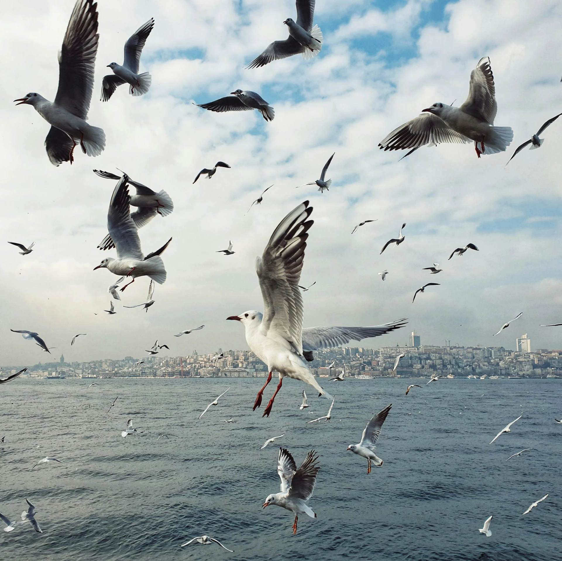 a flock of seagulls flying over a body of water, an album cover, by Ibrahim Kodra, pexels contest winner, istanbul, annie leibowitz, wayne barlowe pierre pellegrini, birds in the sky