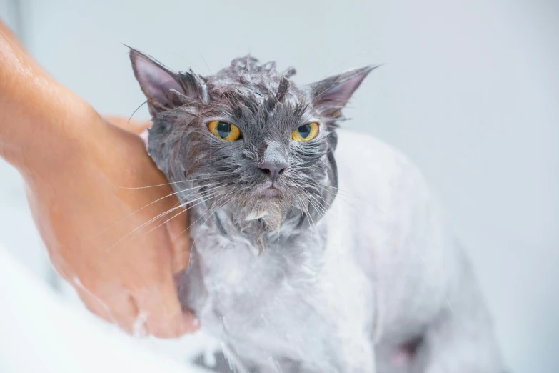 a person washing a cat in a bathtub, a portrait, shutterstock, with grey skin, moulting, thumbnail, wet look