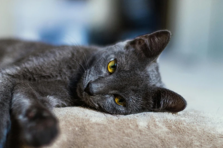 a close up of a cat laying on a couch, by Julia Pishtar, pexels contest winner, flat grey color, prussian blue, young male, armored cat