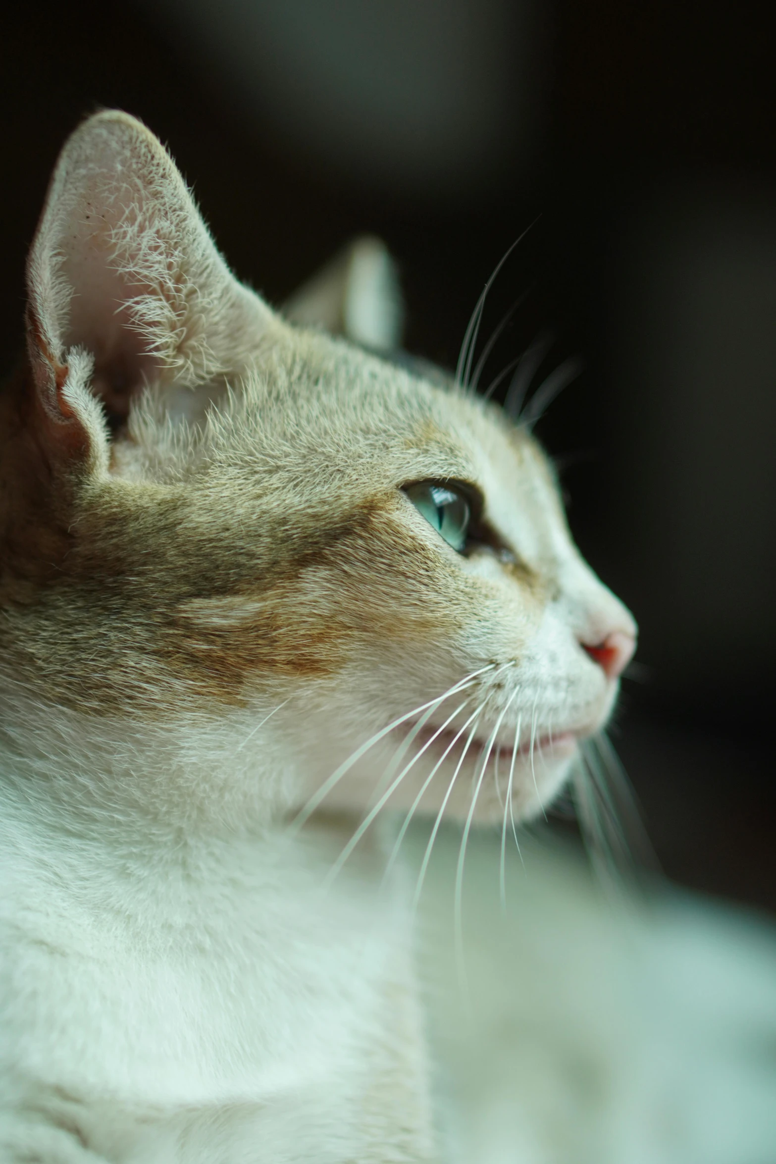 a close up of a cat laying on a bed, looking off into the distance, over the shoulder shot, with a pointed chin, multilayer