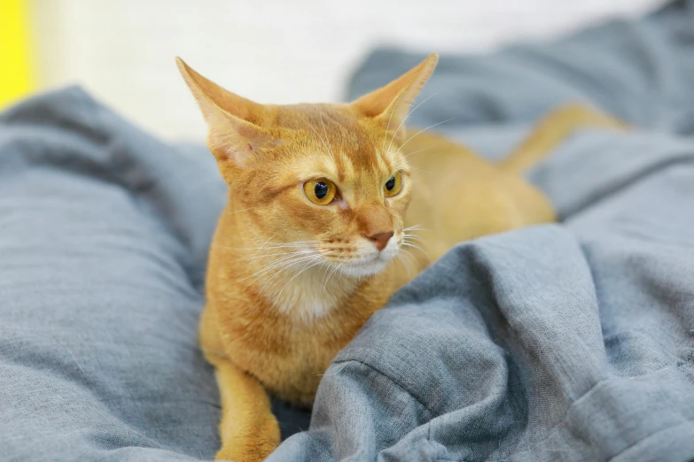 a close up of a cat laying on a bed, unsplash, wearing wheat yellow gauze, on a velvet table cloth, domestic caracal, covered with blanket