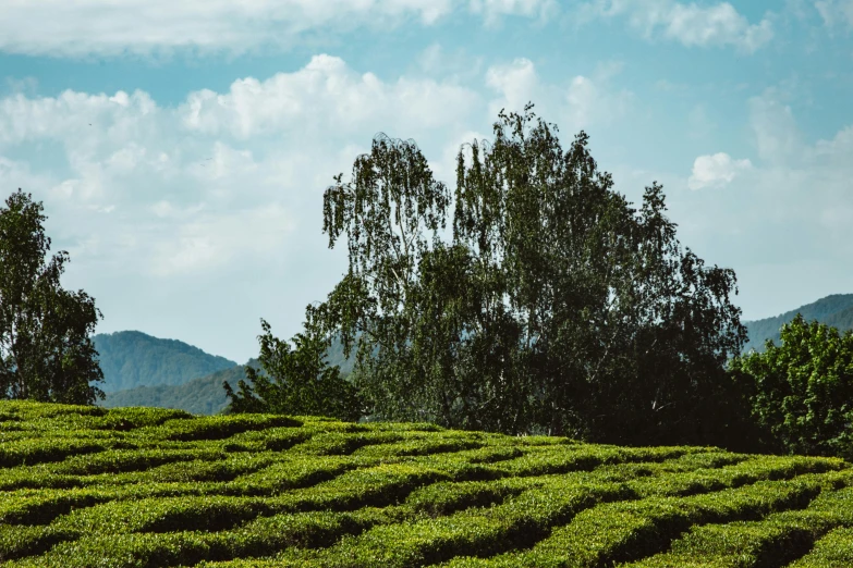 a group of people standing on top of a lush green field, by Peter Churcher, unsplash contest winner, hurufiyya, assam tea garden background, avatar image, willow tree and hill, a landscape of hedge maze