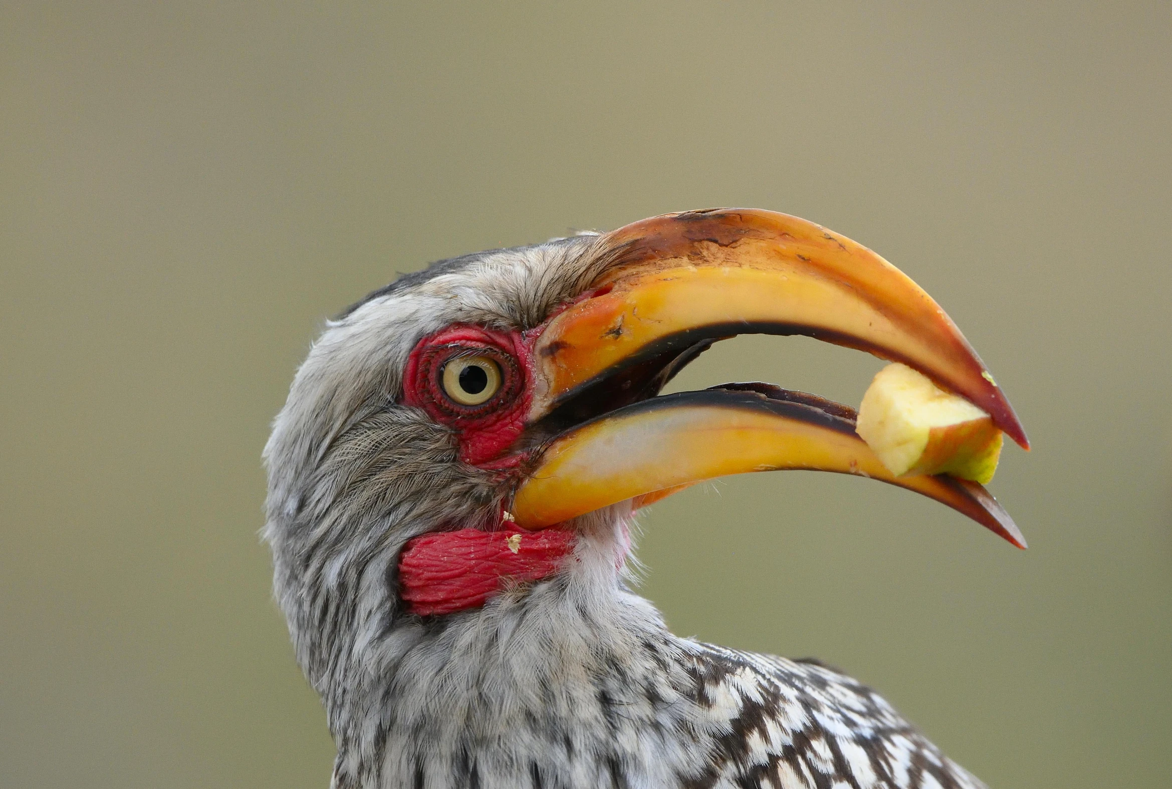 a close up of a bird with a large beak, an album cover, by Peter Churcher, pexels contest winner, hurufiyya, ready to eat, african sybil, with a yellow beak, an intricate