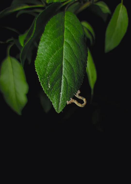 a close up of a leaf on a tree, an album cover, by Elsa Bleda, forked snake tongue sticking out, against a deep black background, raw dual pixel, mantid features
