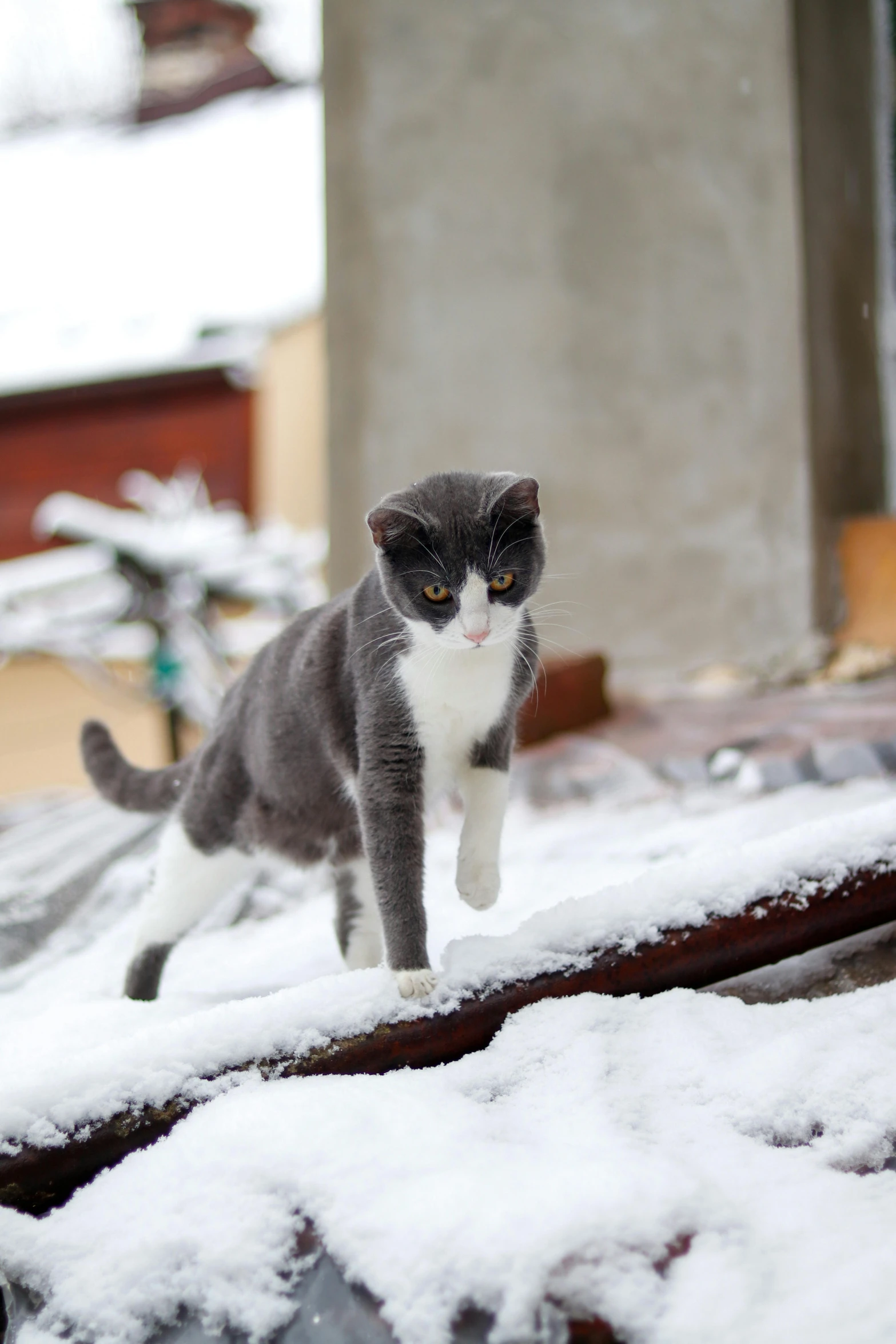 a gray and white cat standing on top of a snow covered roof, by Julia Pishtar, pexels contest winner, running towards camera, annoyed, coming down the stairs, non-binary