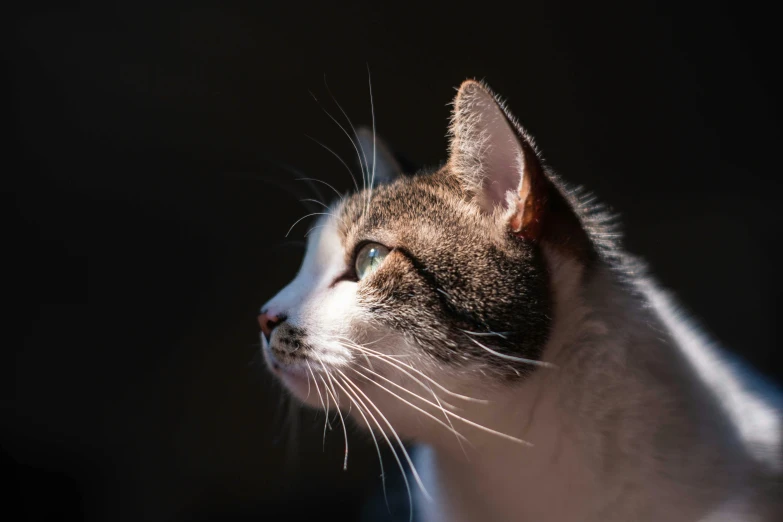 a close up of a cat with a dark background, by Niko Henrichon, unsplash, side profile view, sunny light, with a white nose, paul barson