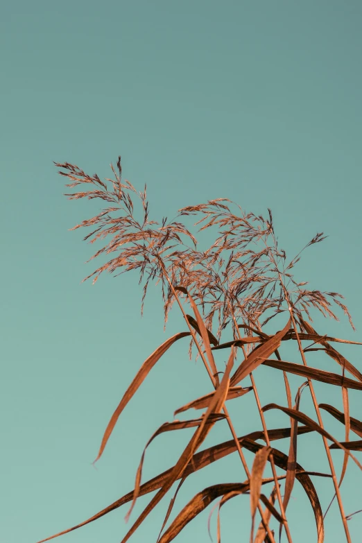 a close up of a plant with a blue sky in the background, by Nathalie Rattner, conceptual art, straw, sunfaded, quixel megascan, trending photo