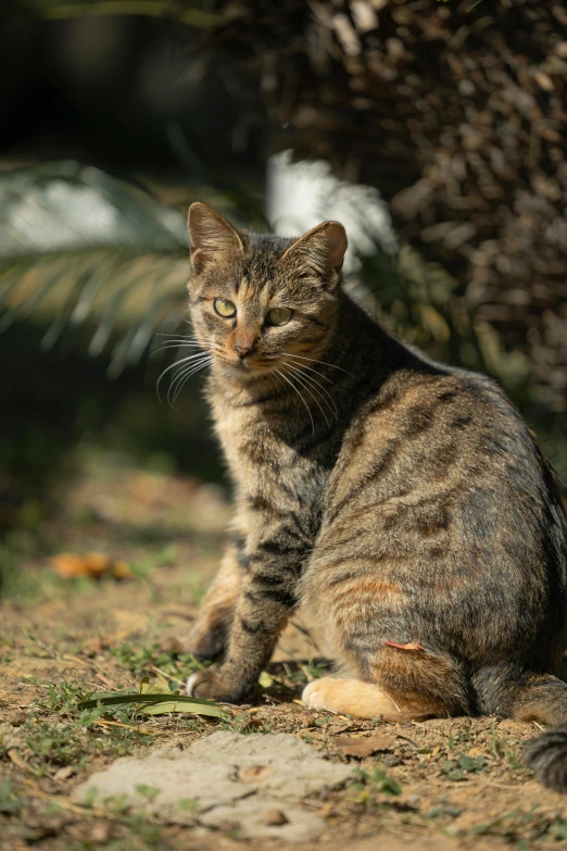 a cat sitting on the ground next to a tree, in the sun, looking serious, weathered olive skin, 1 female