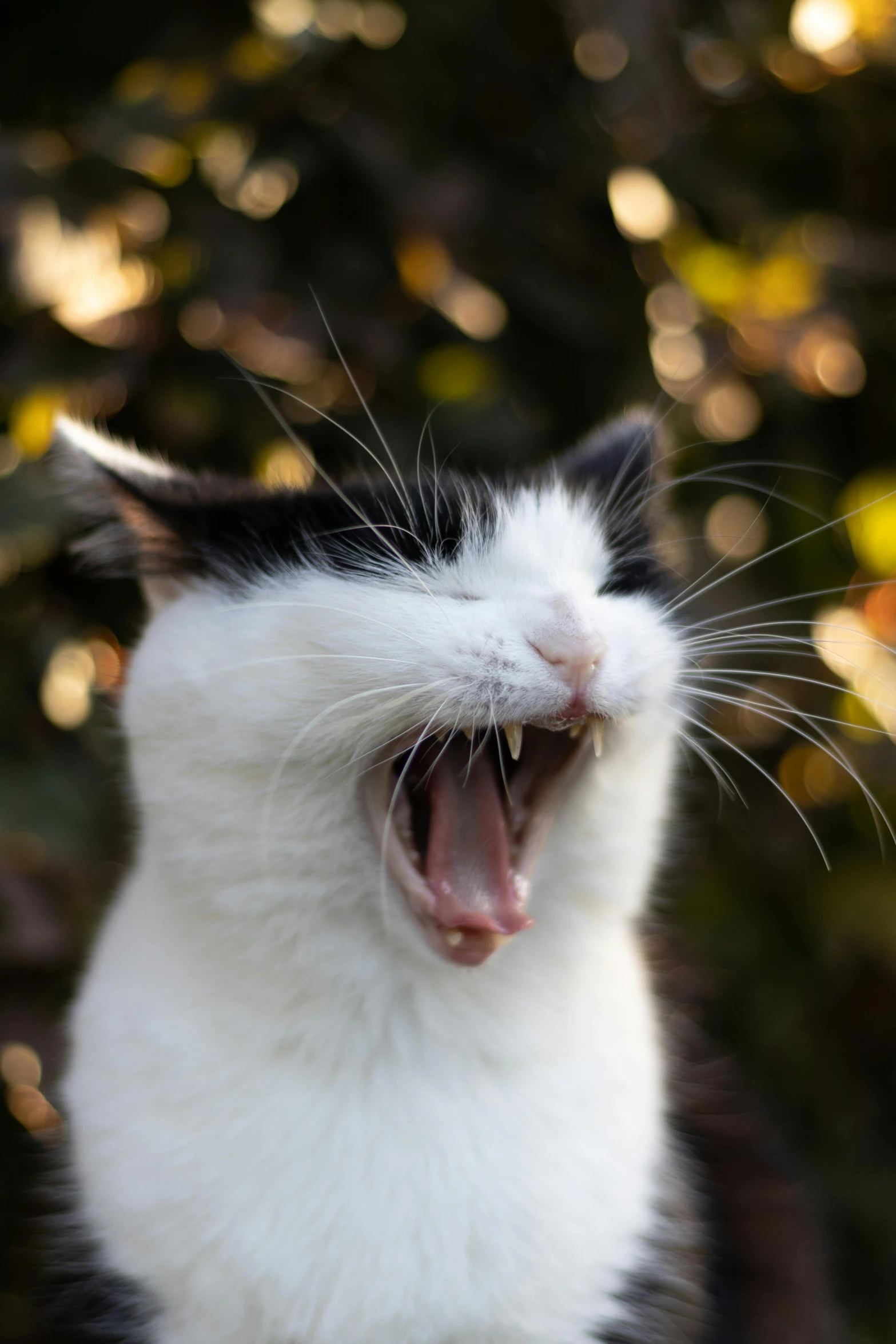 a black and white cat yawns with its mouth open, by Niko Henrichon, happening, mixed animal, rabies, may), viral image