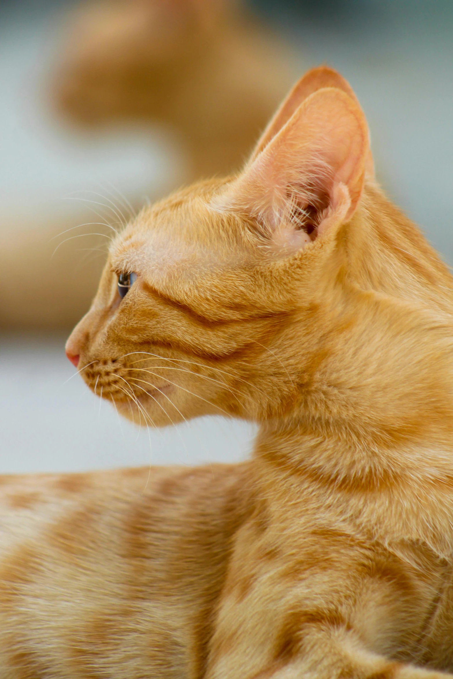 a close up of a cat laying on a table, vibrant orange, side profile shot, beautiful smooth oval head, a bald