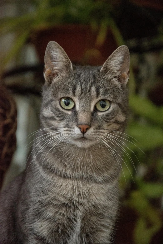 a cat sitting on top of a chair next to a potted plant, head shot, short light grey whiskers, looking into camera, tabaxi male