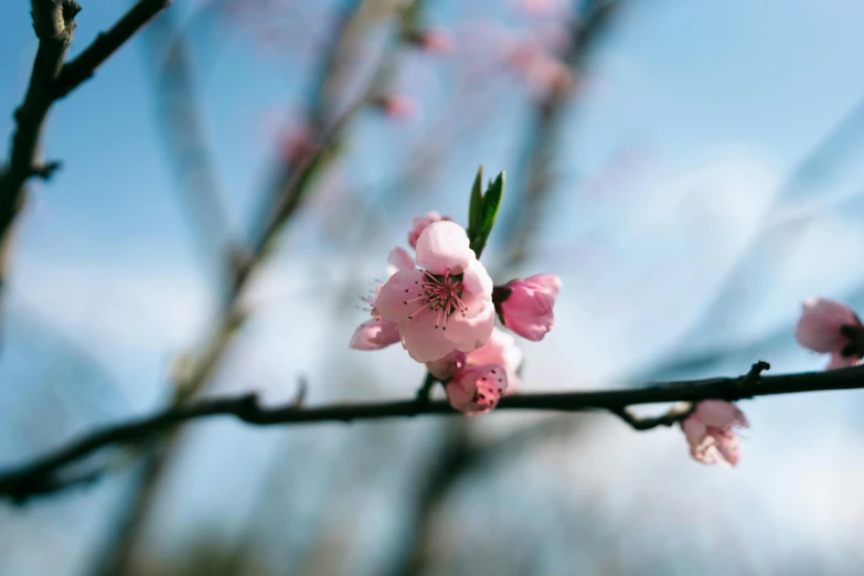 a close up of a flower on a tree branch, a picture, by Niko Henrichon, unsplash, pink cloud bokeh, fruit trees, early spring, shot on hasselblad