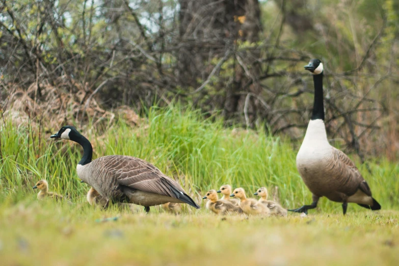 two geese with chicks walking in grass in the woods