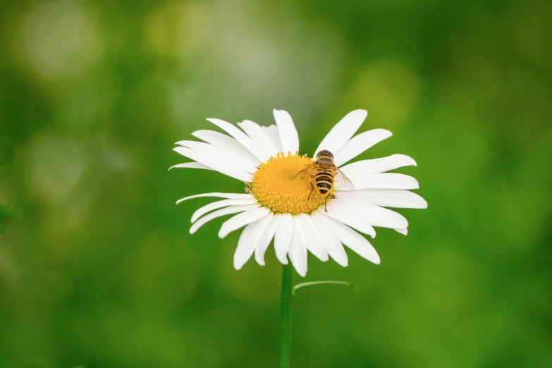 a bee sitting on top of a white flower, 8k resolution”, fan favorite, paul barson, daisy