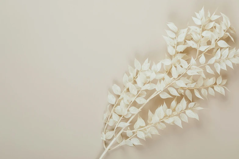 a bunch of white flowers sitting on top of a table, by Ruth Simpson, trending on pexels, visual art, dried fern, beige background, background image, white sweeping arches