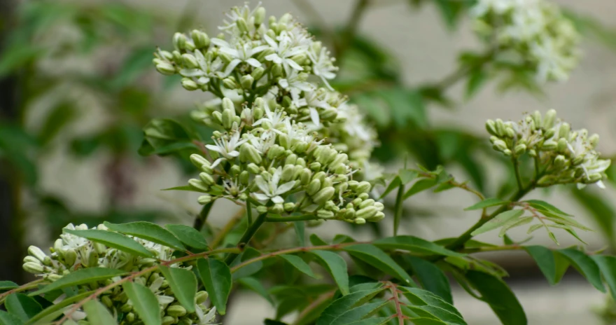 a close up of a plant with white flowers, by Elizabeth Durack, hurufiyya, tawa trees, mint, cream, buds