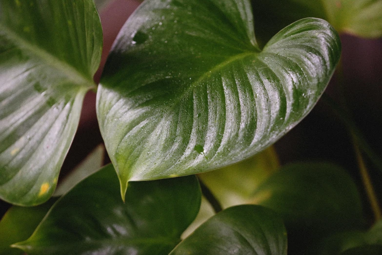 a close up of a plant with lots of green leaves, trending on pexels, a pair of ribbed, pearlescent skin, indoors, clear curvy details