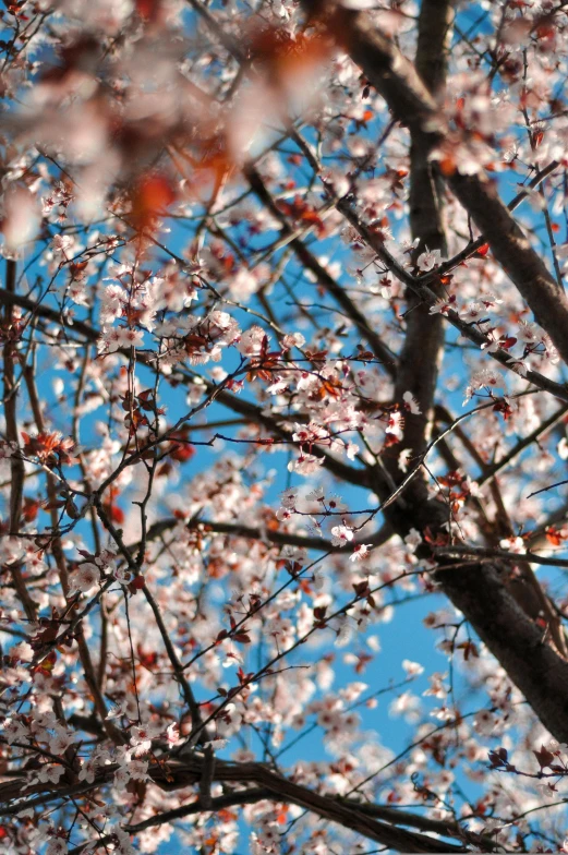 a bird sitting on top of a tree next to a blue sky, falling cherry blossoms pedals, tehran, up-close, ::