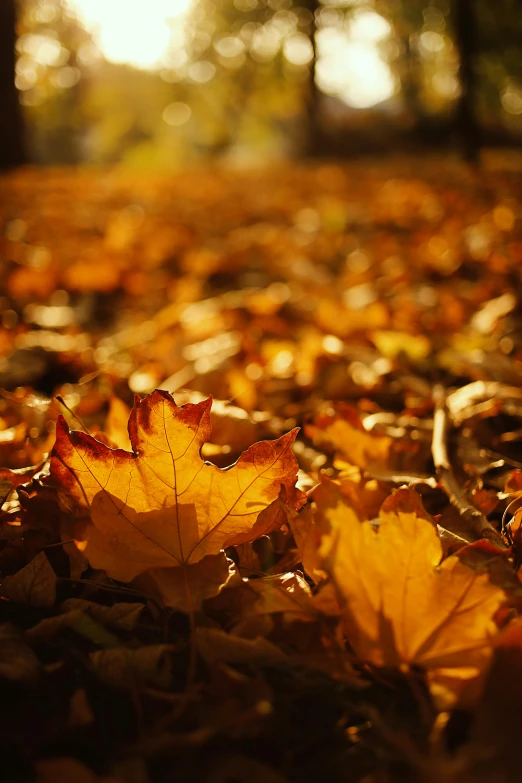 a bunch of leaves laying on the ground, by Ian Fairweather, slide show, ap, warm golden backlit, idyllic