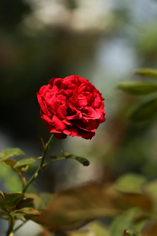 the red rose is growing in the center of a leafy plant
