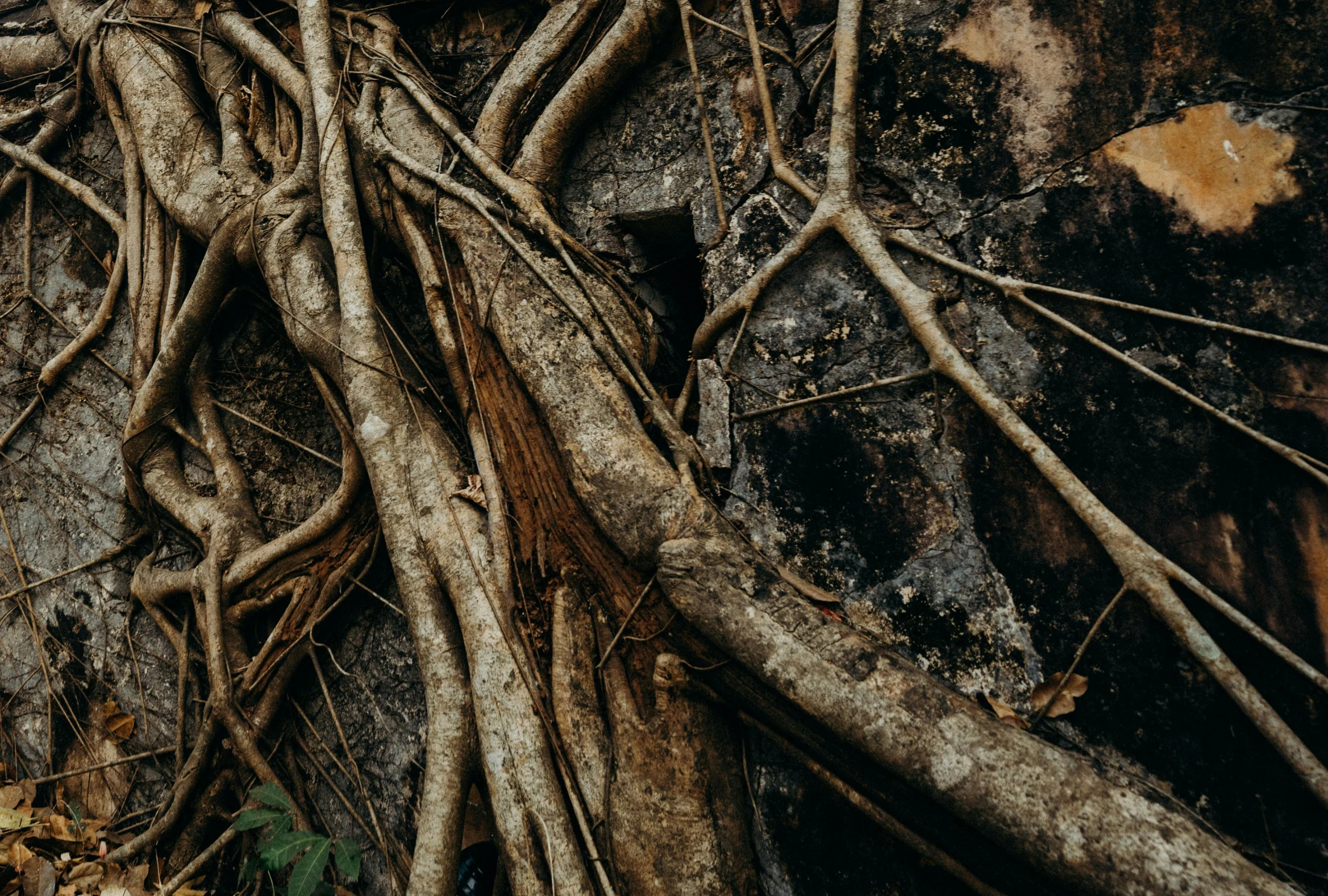 an image of a tree roots up against the wall