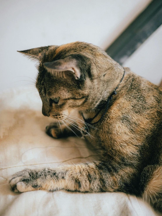 a close up of a cat laying on a bed, trending on unsplash, renaissance, wearing collar on neck, shot from the side, low quality photo, high angle shot