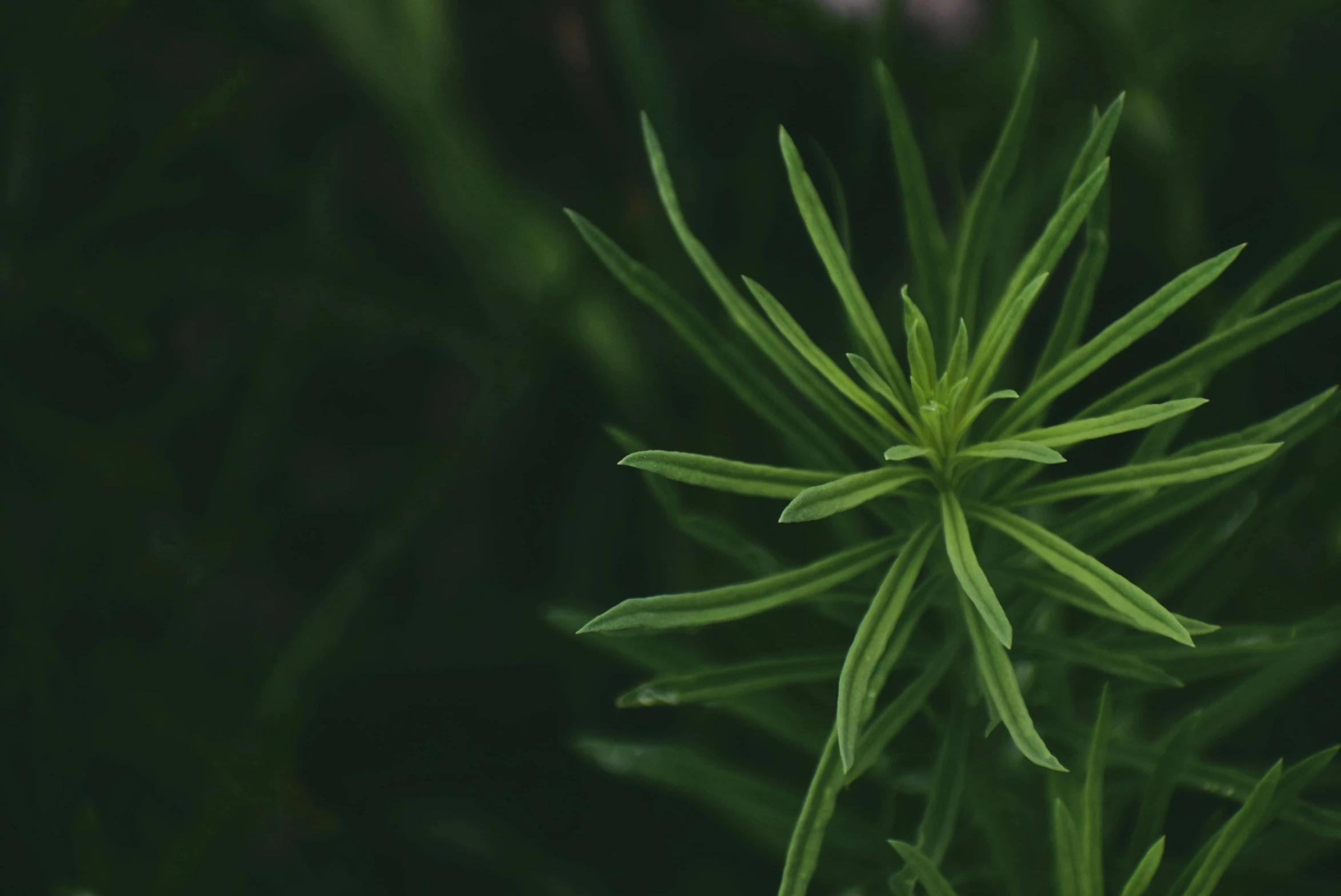 a close up of a plant with green leaves, unsplash, hurufiyya, shot on sony a 7, single pine, taken in the night, herbs