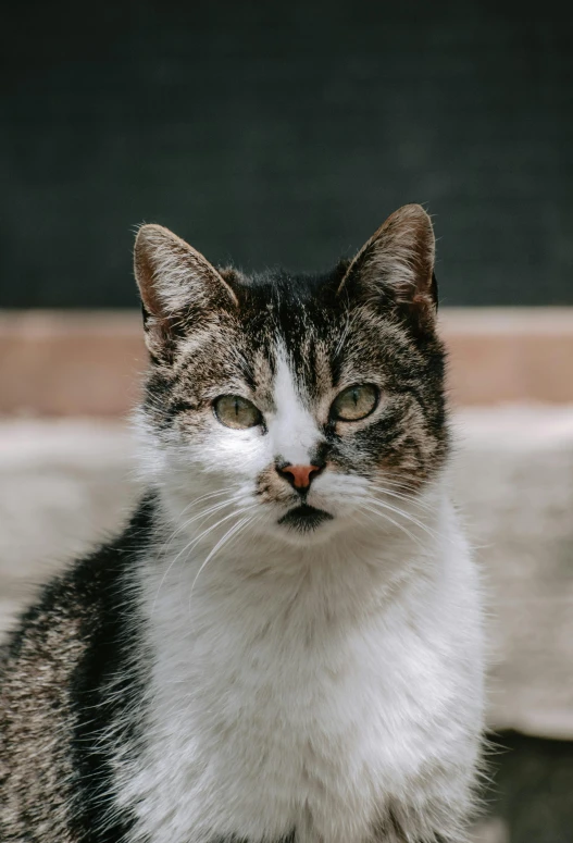 a close up of a cat sitting on a ledge, with a white nose, rounded face, ready to model, high-quality photo