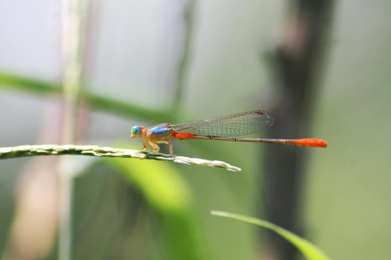 a dragonfly sitting on a blade of grass, by Daniel Lieske, pexels contest winner, hurufiyya, avatar image, multicoloured, sri lanka, pointè pose