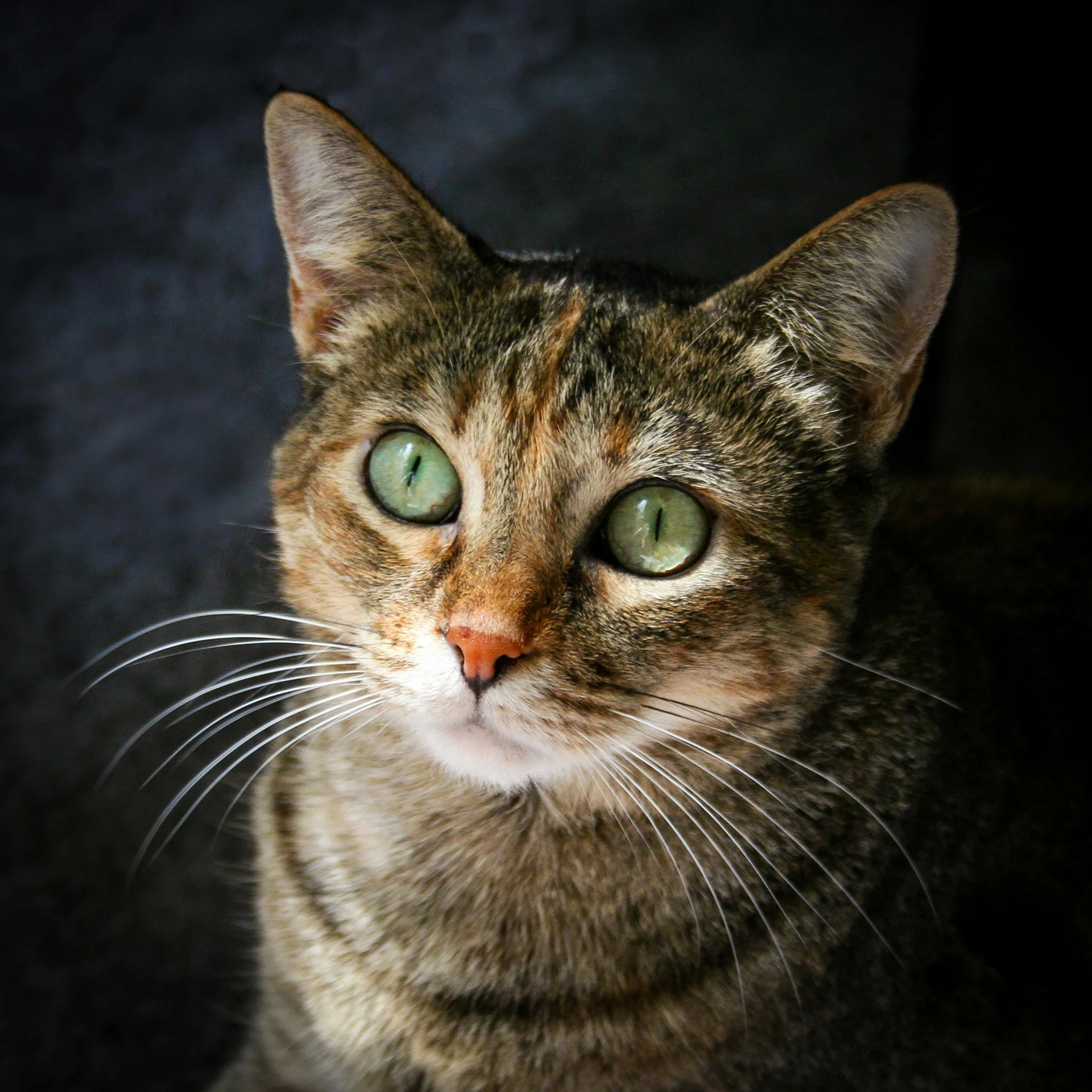 a close up of a cat with green eyes, a portrait, by Niko Henrichon, pexels contest winner, short brown hair and large eyes, markings on her face, against dark background, portrait”