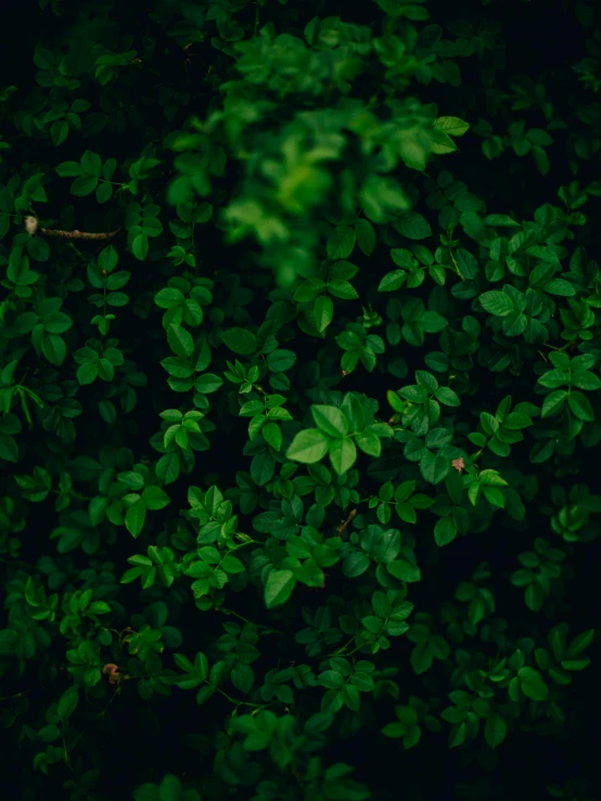 a red fire hydrant sitting on top of a lush green field, inspired by Elsa Bleda, trending on unsplash, dark green leaves, in a deep lush jungle at night, green: 0.5, plants allover