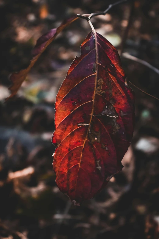 a red leaf hanging from a tree branch, a picture, trending on pexels, rich decaying bleeding colors, dark, tall, full frame image