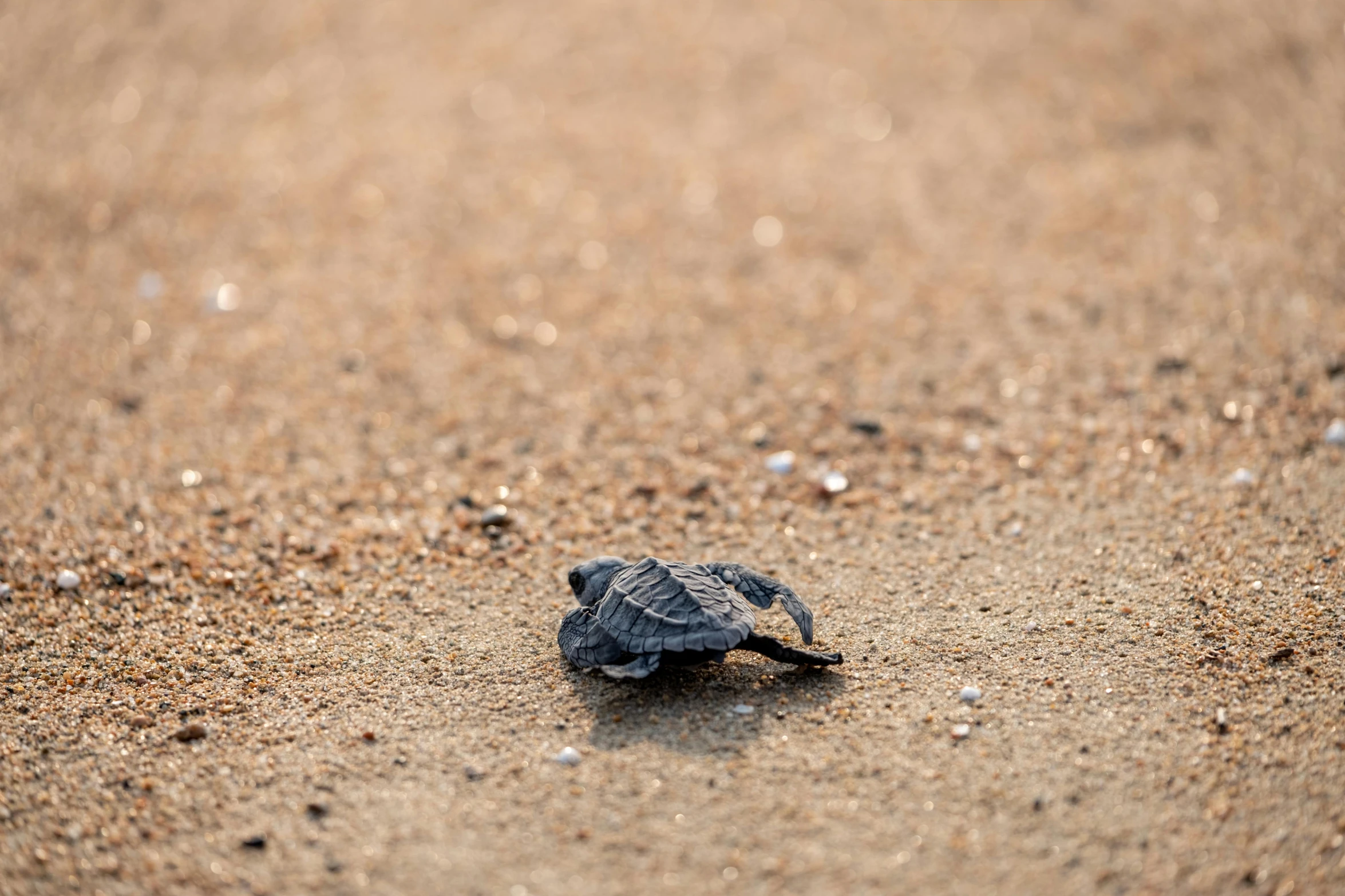 a small turtle crawling across a sandy beach, by Andries Stock, unsplash contest winner, minimalism, hatching, fan favorite, black, shot on sony a 7