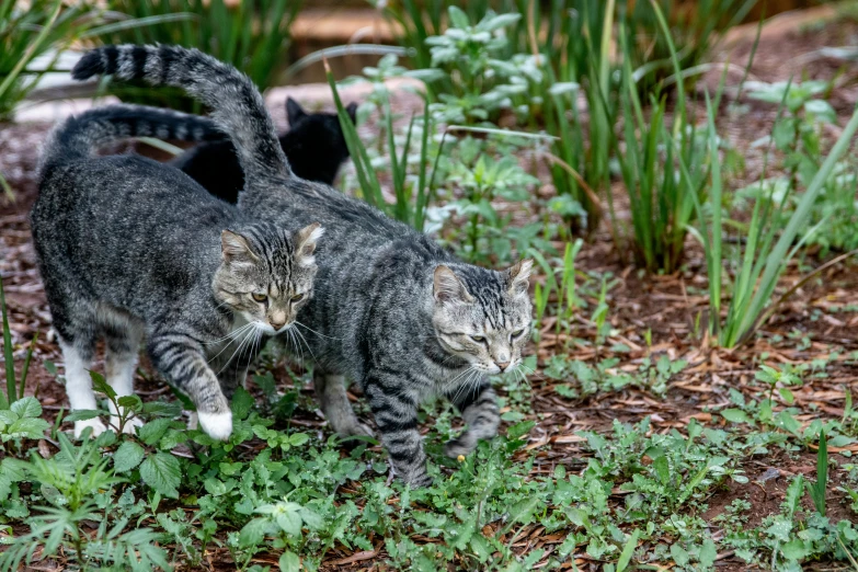 a couple of cats that are standing in the grass, by Pamela Drew, unsplash, shot on sony a 7 iii, gardening, animals chasing, gray
